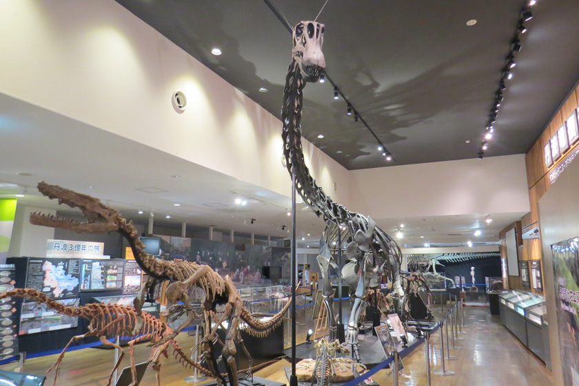 丹波竜全身骨格／丹波竜化石工房 ちーたんの館（兵庫県／丹波市）