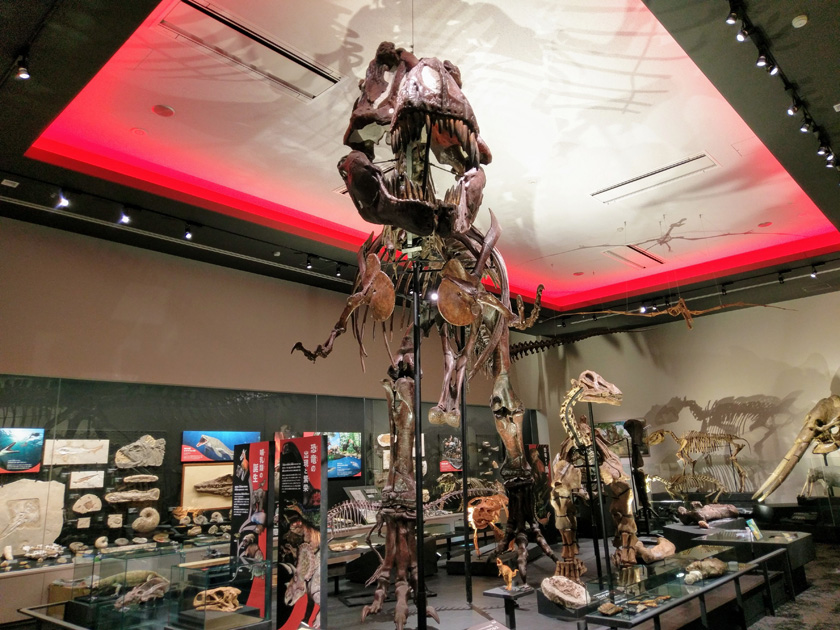 「地球と生命の歴史」コーナーで展示されているティラノサウルス骨格模型／徳島県立博物館（徳島県／徳島市）