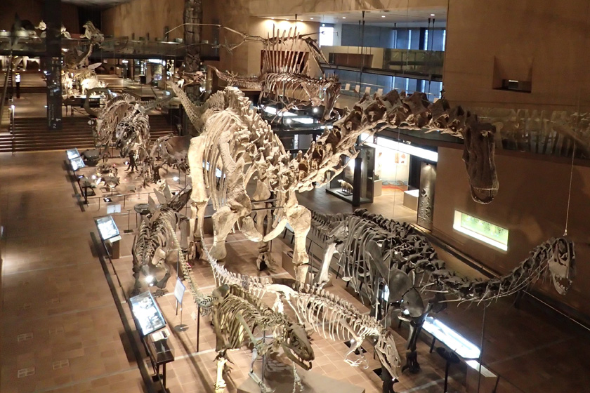 ・スピノサウルス・ギガノトサウルス、クリオロフォサウルス/北九州市立自然史・歴史博物館(いのちのたび博物館)(福岡県/北九州市)
