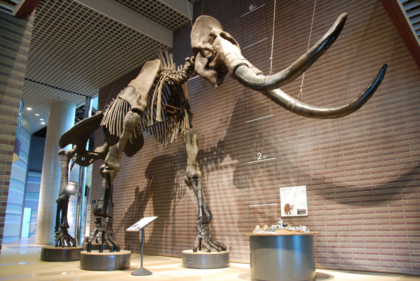 体長9mの松花江マンモス／ミュージアムパーク茨城県自然博物館（茨城県／坂東市）