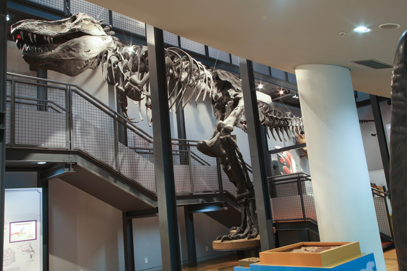 あらゆる角度でティラノサウルスの骨格を観察できる／福井県立恐竜博物館（福井県／勝山市）