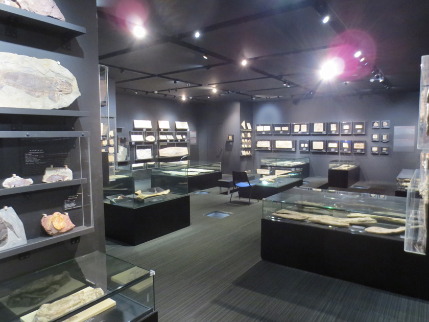 化石ギャラリー展示室外観／学校法人城西大学水田記念博物館大石化石ギャラリー（東京都／千代田区）