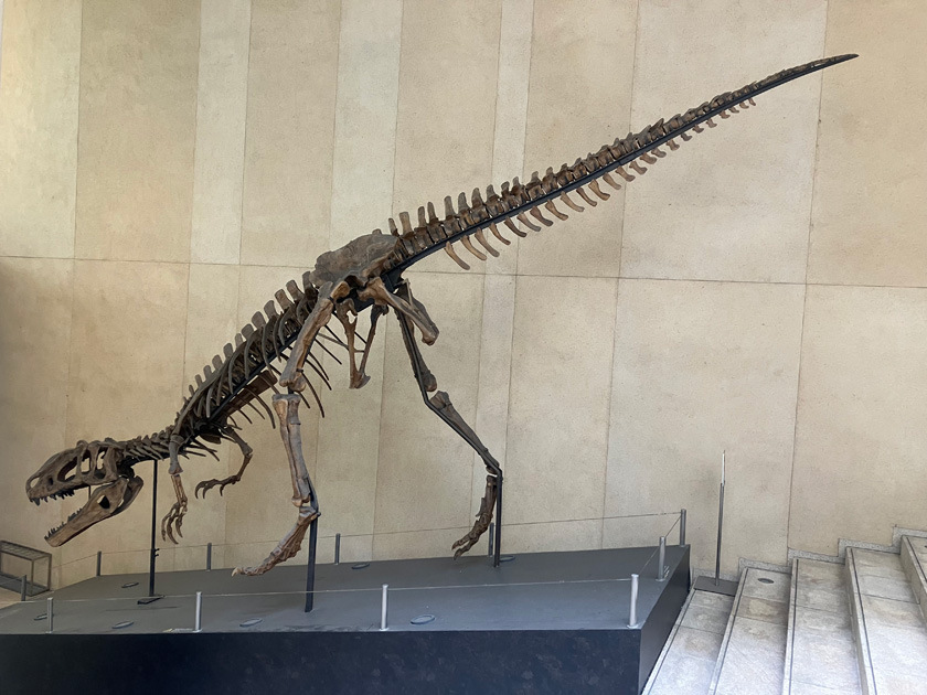 ティラノサウルスの仲間の全身骨格のレプリカ／学校法人城西大学水田記念博物館大石化石ギャラリー（東京都／千代田区）