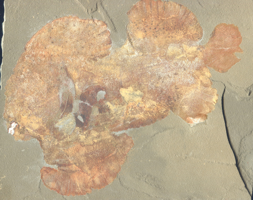 ベラントセア（石炭紀に生息していた軟骨魚類のなかま）／学校法人城西大学水田記念博物館大石化石ギャラリー（東京都／千代田区）