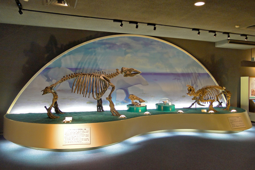 パレオパラドキシアとデスモスチルスの全身骨格/瑞浪市化石博物館(岐阜県/瑞浪市)