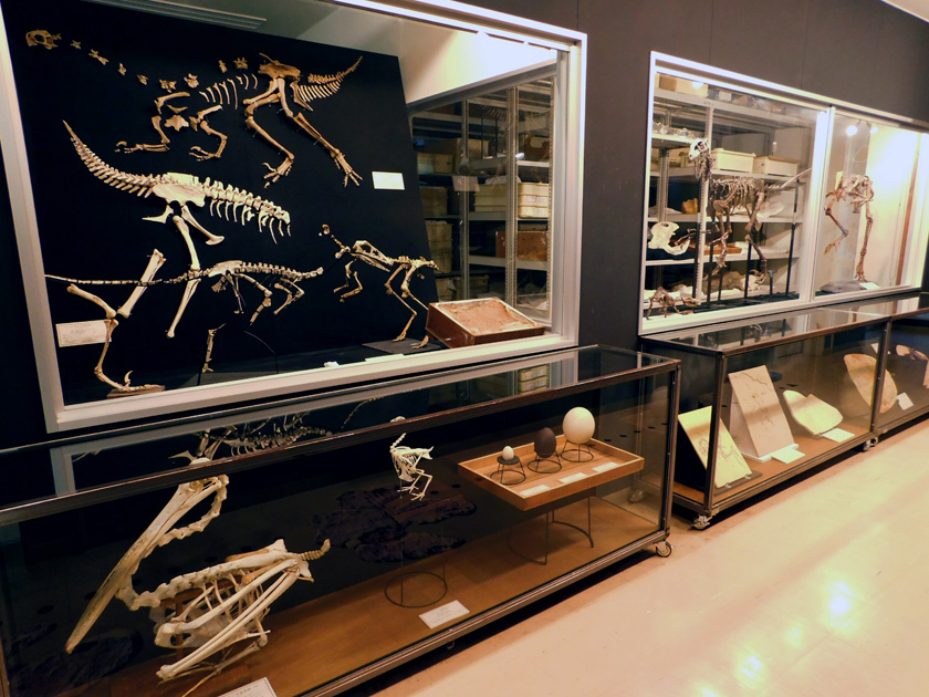 標本室/岡山理科大学恐竜学博物館(岡山県/岡山市)
