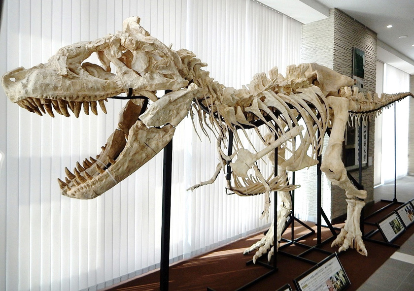 A1号館1階サテライト展示タルボサウルスの全身組上げ骨格/岡山理科大学恐竜学博物館(岡山県/岡山市)