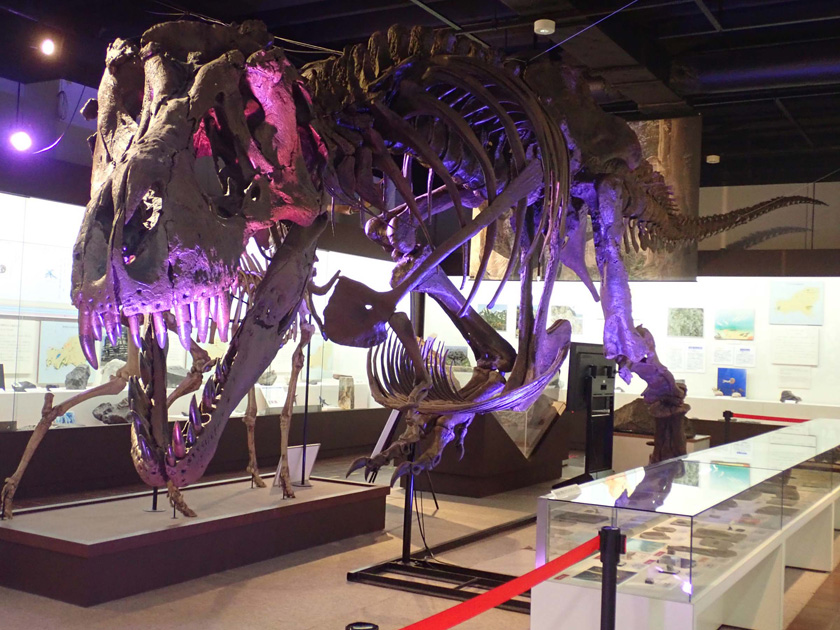 ティラノサウルスの骨格標本/山口県立山口博物館(山口県/山口市)