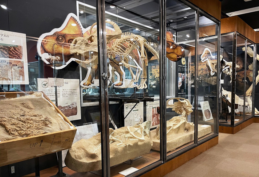 メイン展示室/岡山理科大学恐竜学博物館(岡山県/岡山市)