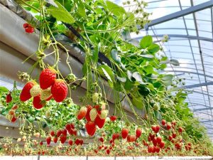 中国・四国のいちご狩り、おすすめの品種と農園は?香川のさぬきひめなど