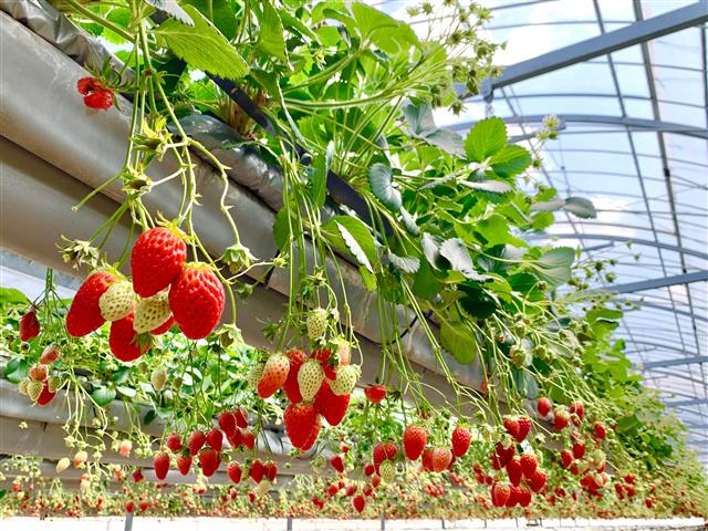 美作農園（岡山県／美作市）