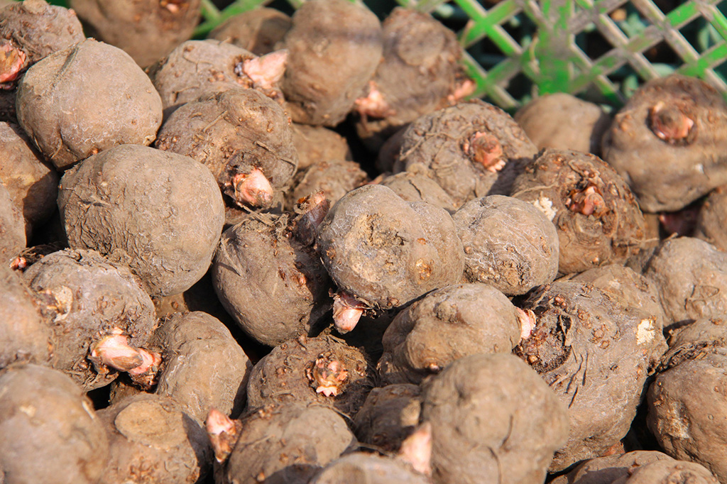 コンニャクイモ