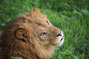 ライオンを見に行きたい動物園・サファリは?生態・性格・特徴などもチェック!