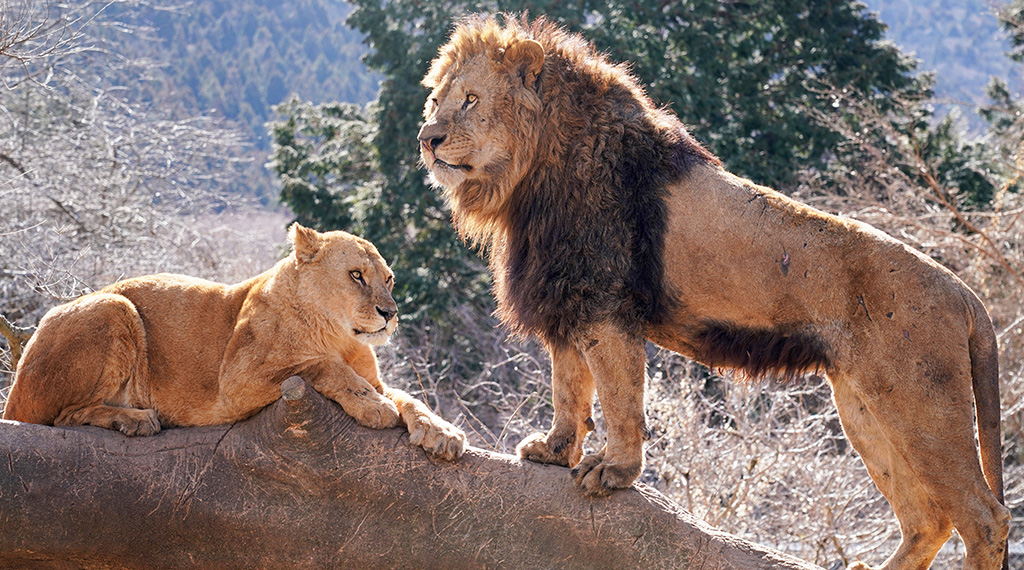 富士サファリパークのライオン（静岡県／裾野市）