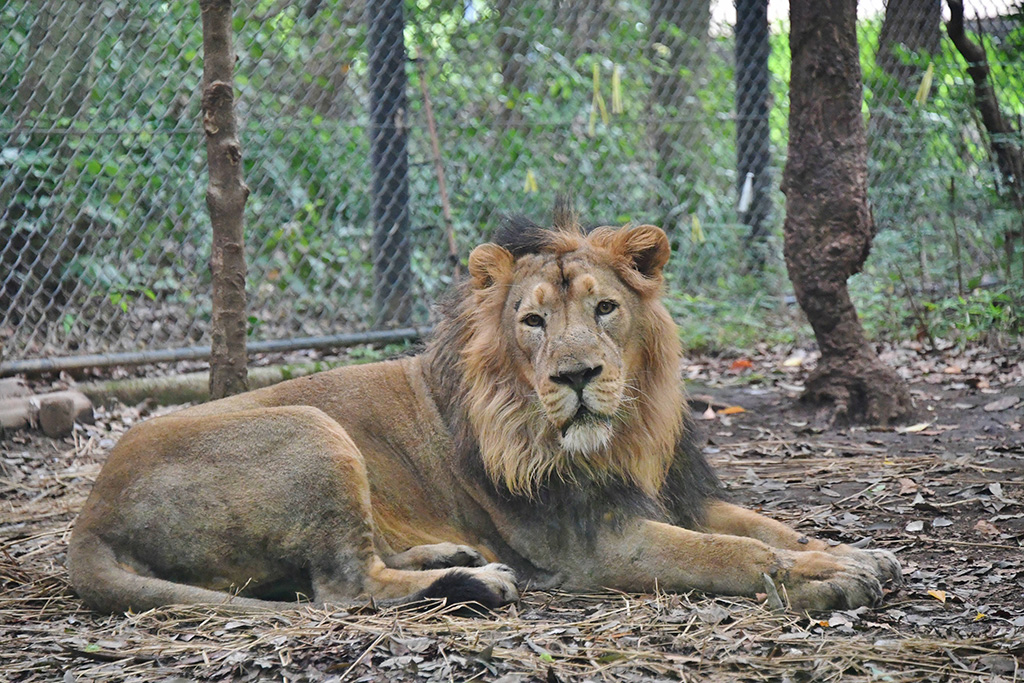 よこはま動物園ズーラシアのライオン（神奈川県/横浜市）