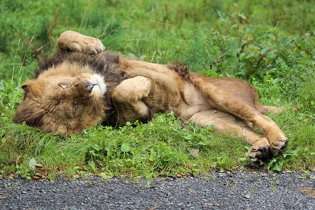 富士サファリパークのライオン（静岡県／裾野市）