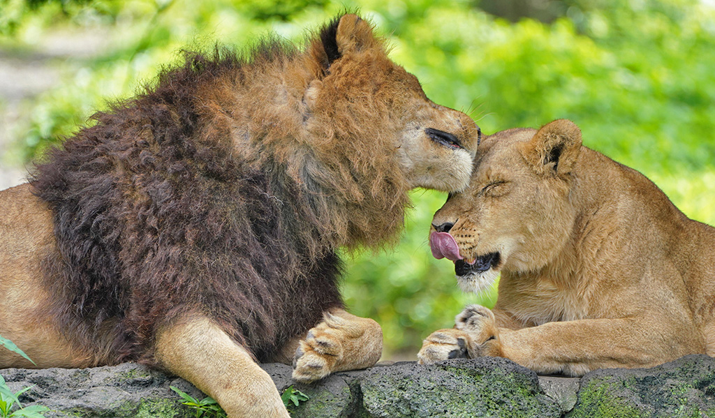 富士サファリパークのオスライオンとメスライオン（静岡県／裾野市）