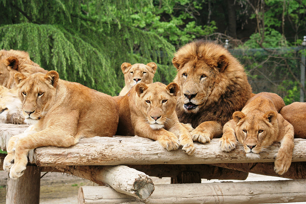 群馬サファリパークのライオン（群馬県／富岡市）