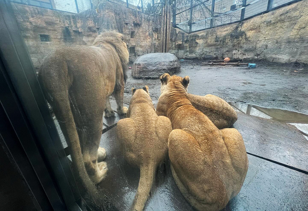 旭川市旭山動物園のライオンファミリー（北海道）