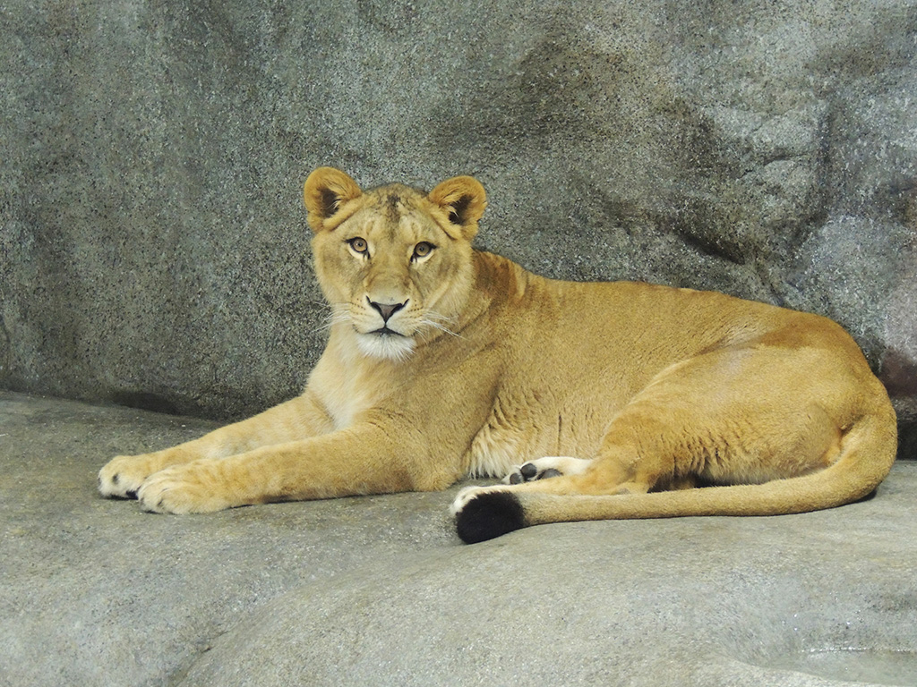 よこはま動物園ズーラシアのメスライオン（神奈川県/横浜市）