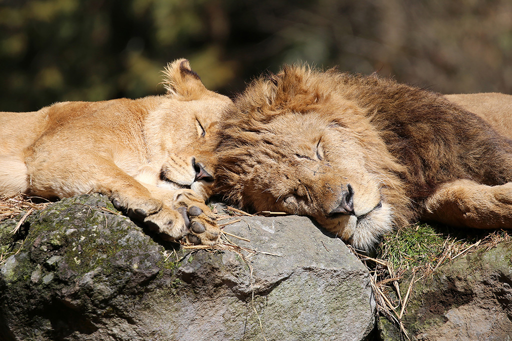 富士サファリパークのライオンが眠っている様子（静岡県／裾野市）