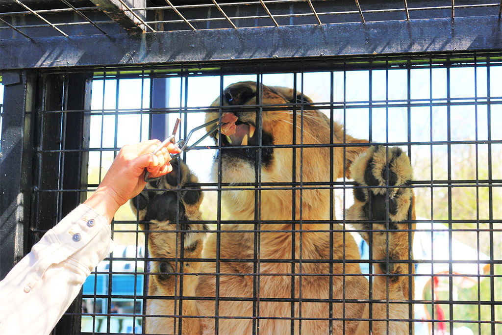 那須サファリパークのライオンのエサやり（栃木県／那須町）