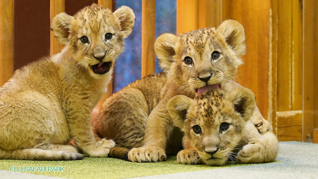 富士サファリパークで2023年11月に生まれたライオンの赤ちゃん（静岡県／裾野市）