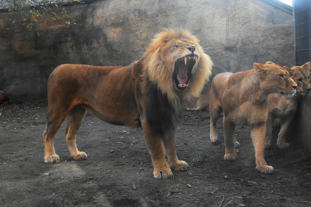 旭川市旭山動物園のライオンファミリー（北海道）