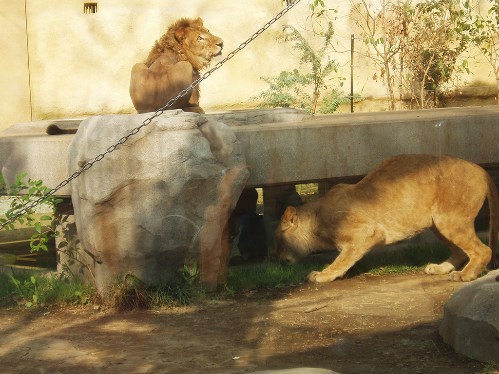東武動物公園のライオン（埼玉県／宮代町）