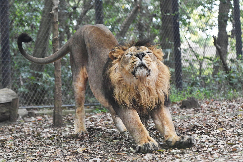 オスのインドライオンの「バドゥリ」/よこはま動物園ズーラシア（神奈川県／横浜市）