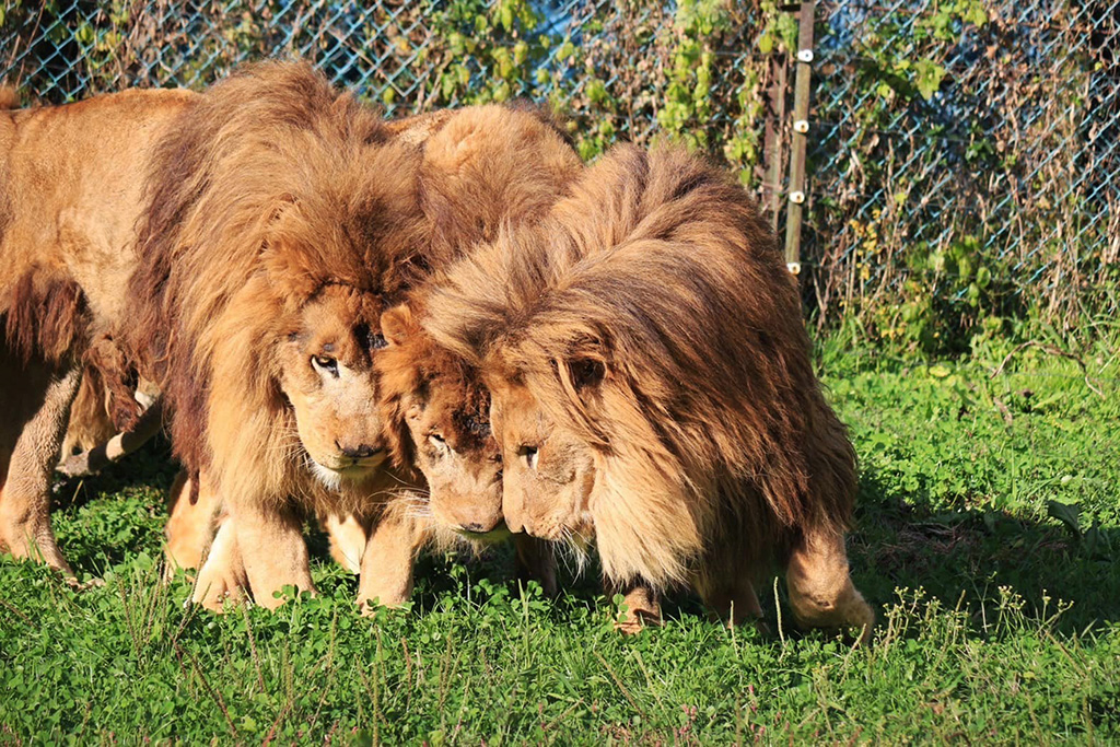 那須サファリパークのオスライオン3頭（栃木県／那須町）