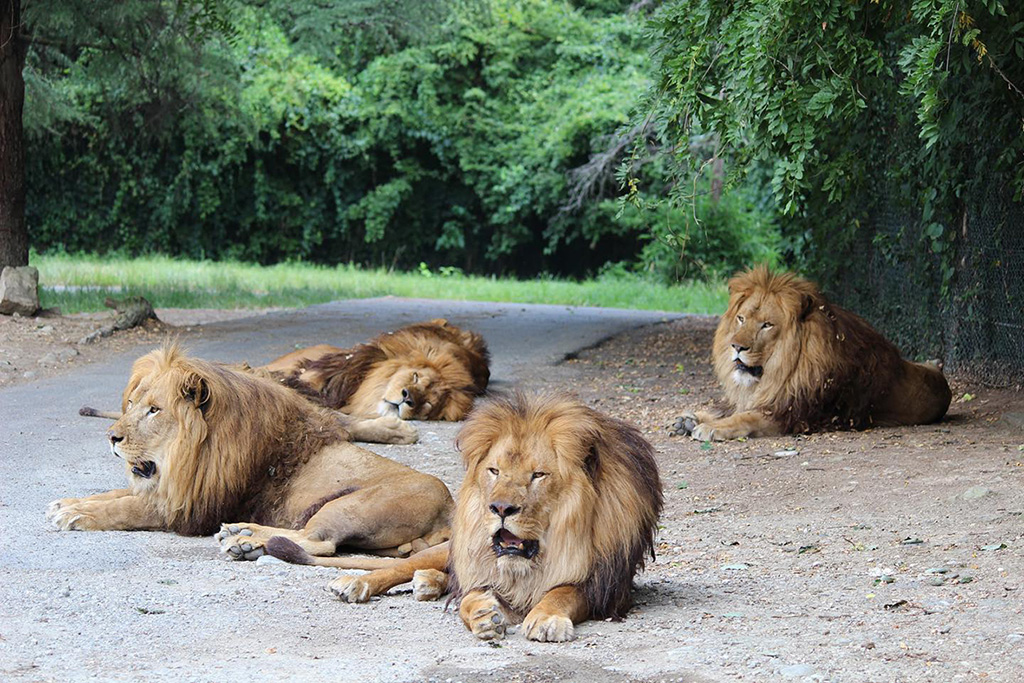 群馬サファリパークのライオンの群れ（群馬県／富岡市）