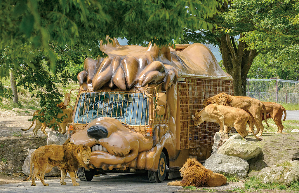 アフリカンサファリのライオン（大分県／宇佐市）