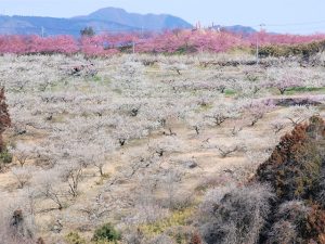 群馬県の梅の名所・梅林・梅園（2025）開花時期や梅まつりもチェック