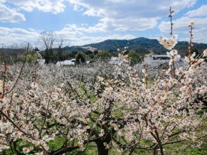 滋賀県の梅の名所・梅林・梅園（2025）開花時期や梅まつりもチェック