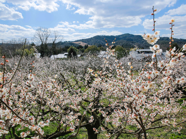 叶 匠壽庵 寿長生の郷（滋賀県／大津市）