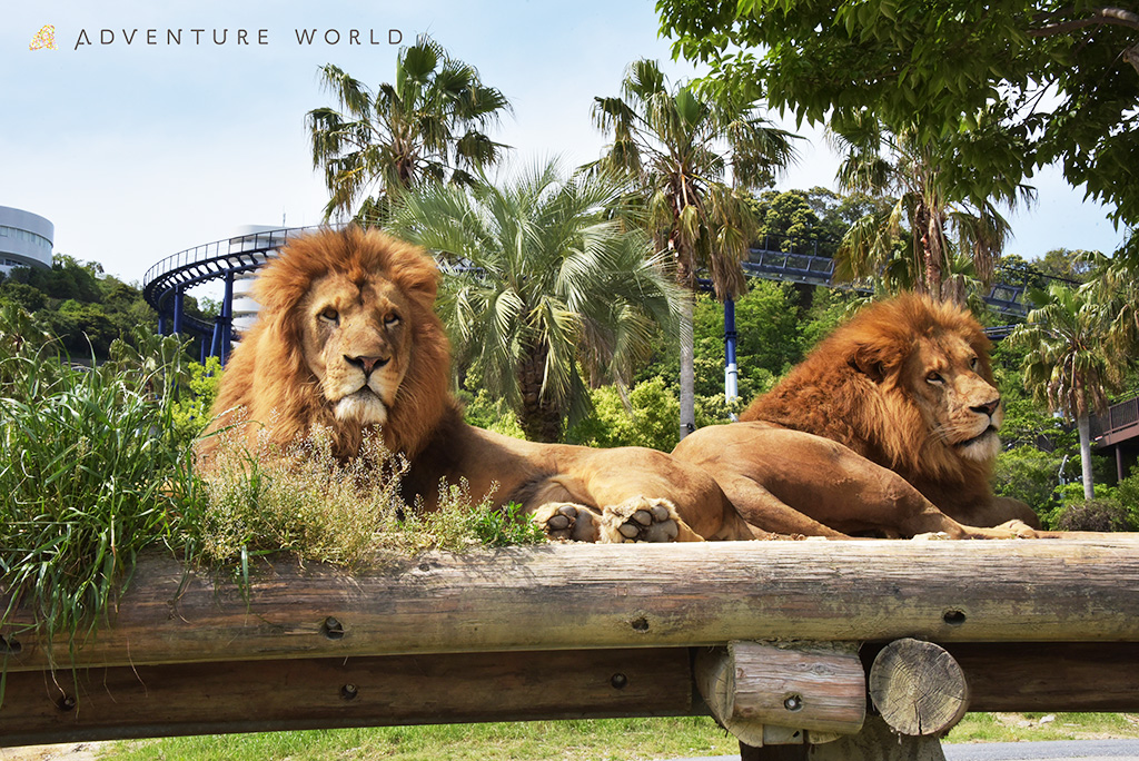 アドベンチャーワールドのライオン（和歌山県／白浜町）