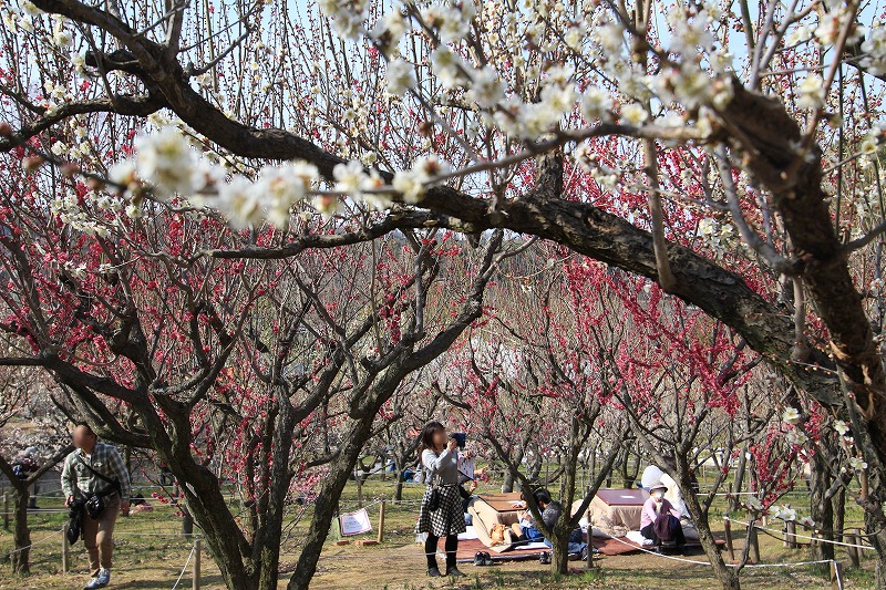 梅コタ2024（大阪府/河内長野市）