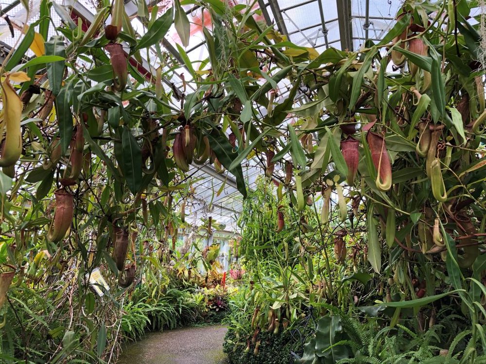 食虫植物室/兵庫県立フラワーセンター(兵庫県/加西市)