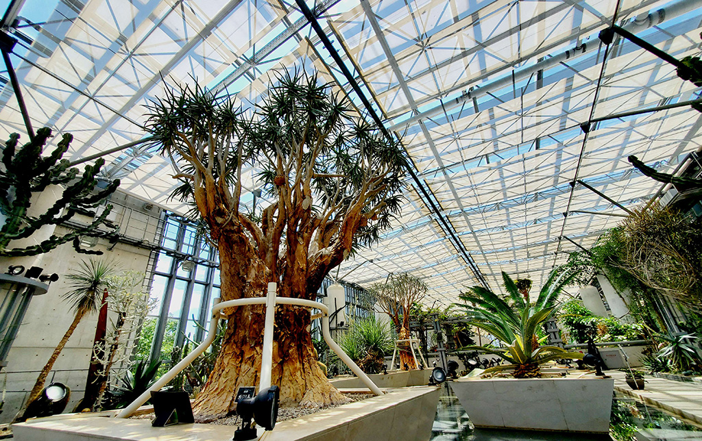 みどりのちょうこく 樹齢320年のアロエディコトマ/兵庫県立淡路夢舞台公苑温室「あわじグリーン館」(兵庫県/淡路市)