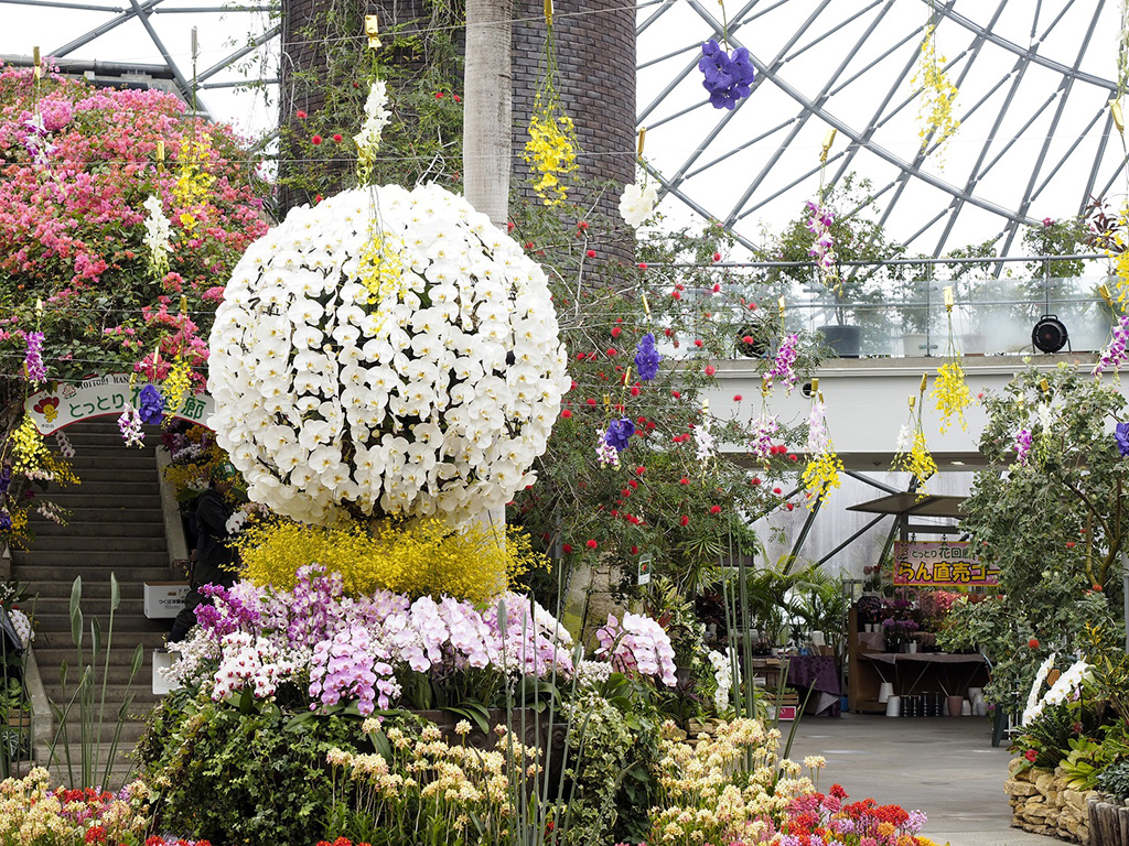 「フラワードーム」らんまつり3月23日/とっとり花回廊(鳥取県/南部町)