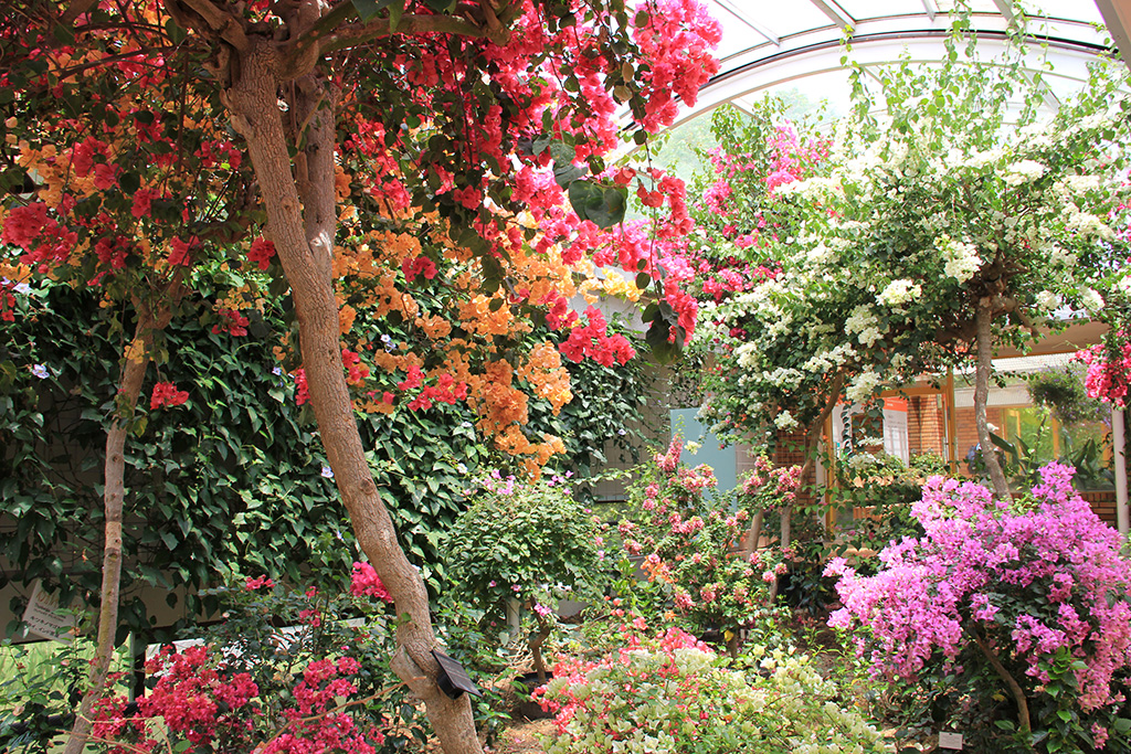 温室に咲くブーゲンビレア/福岡市植物園