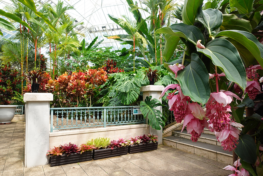 熱帯植物の茂る温室/フラワーパークかごしま(鹿児島県/指宿市)