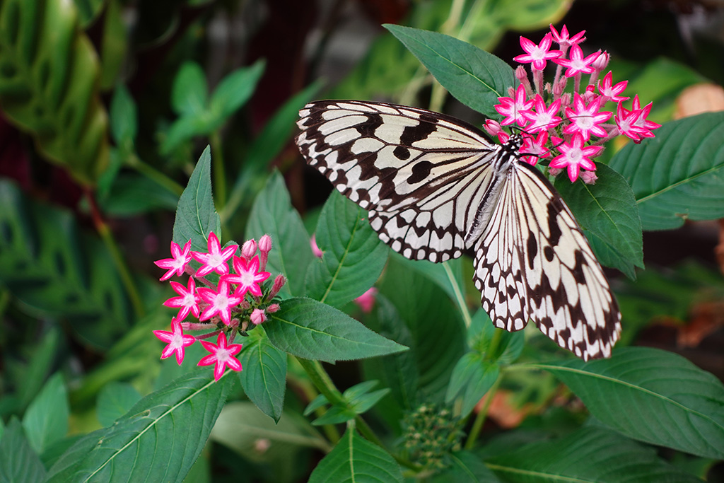 オオゴマダラ/フラワーパークかごしま(鹿児島県/指宿市)