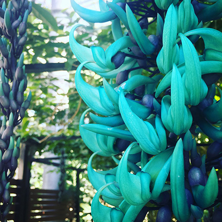 ヒスイカズラ/とちぎ花センター(栃木県/栃木市)