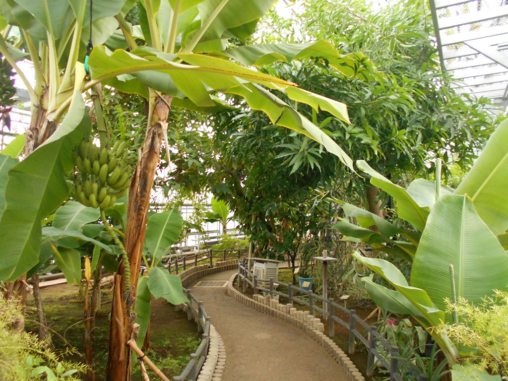 ガラス張りの明るい温室内/さいたま市園芸植物園(埼玉県)