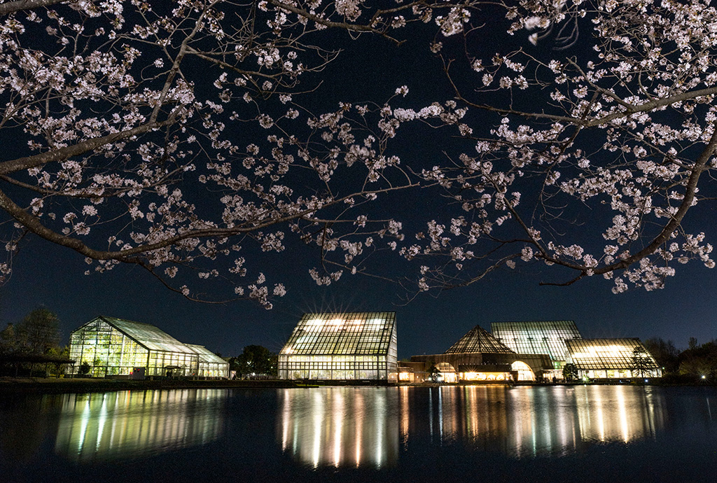 例年4月の特別夜間開園時の様子/富山県中央植物園(富山市)