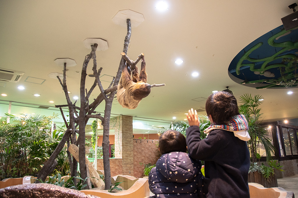 ナマケモノ/ひらかたパーク（大阪府／枚方市）