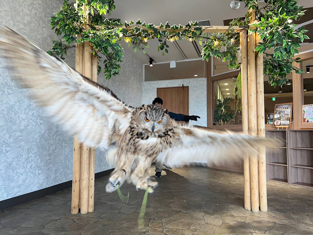 アドベンチャーエリアで毎日15時30分から行われる夜行性動物の登場シーン/動物たちが暮らす森のカフェ アニミルお台場店(東京都/港区)