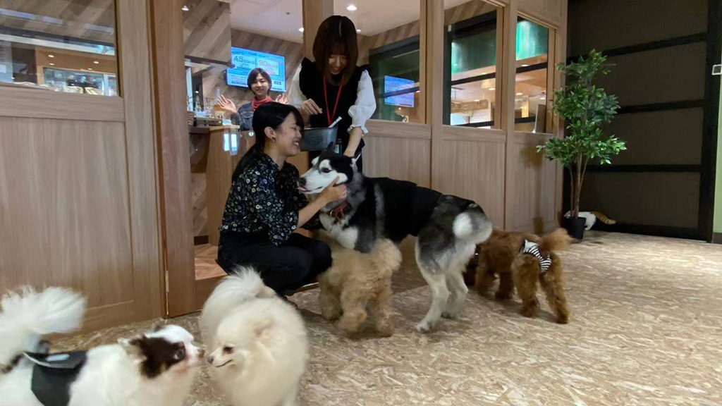 パークエリアへ入るとすぐに犬がお出迎え/動物たちが暮らす森のカフェ アニミルお台場店(東京都/港区)